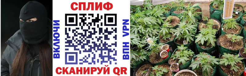 Бошки марихуана планчик  Дагестанские Огни 